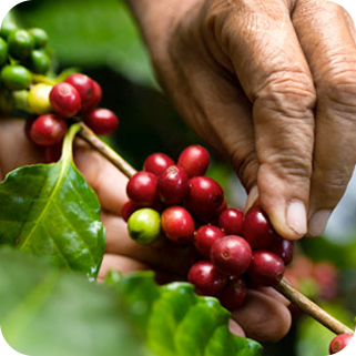 Kategorie-Bio-Faitrade-Kaffees